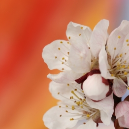 Ольга Чёрная