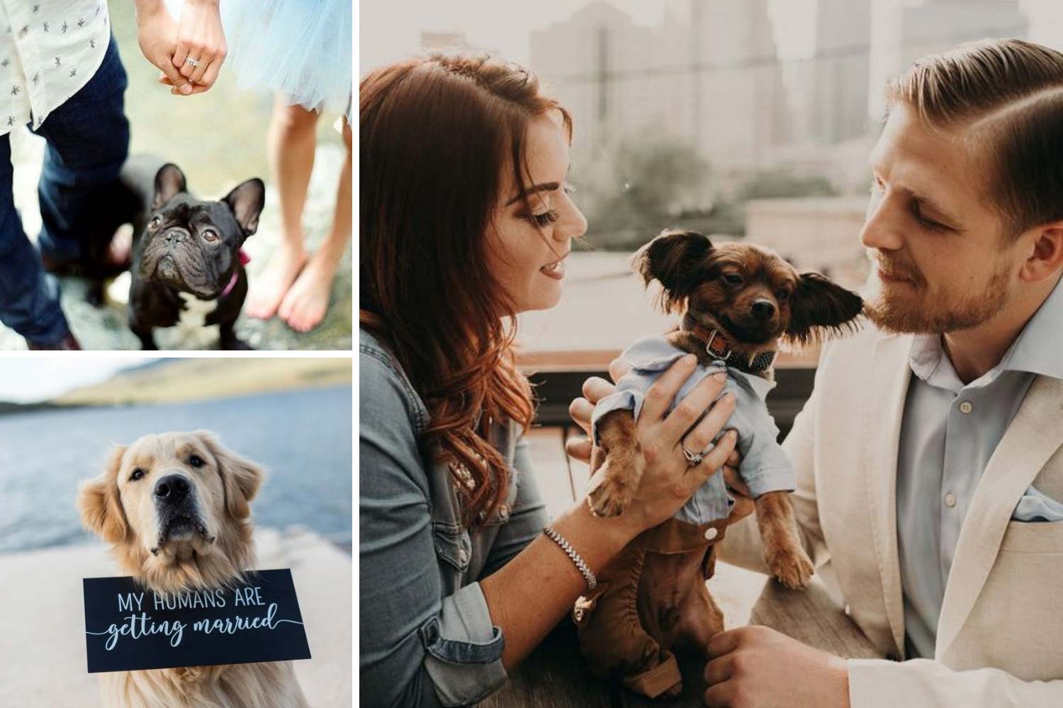 редсвадебная фотосессия с домашними животными фото