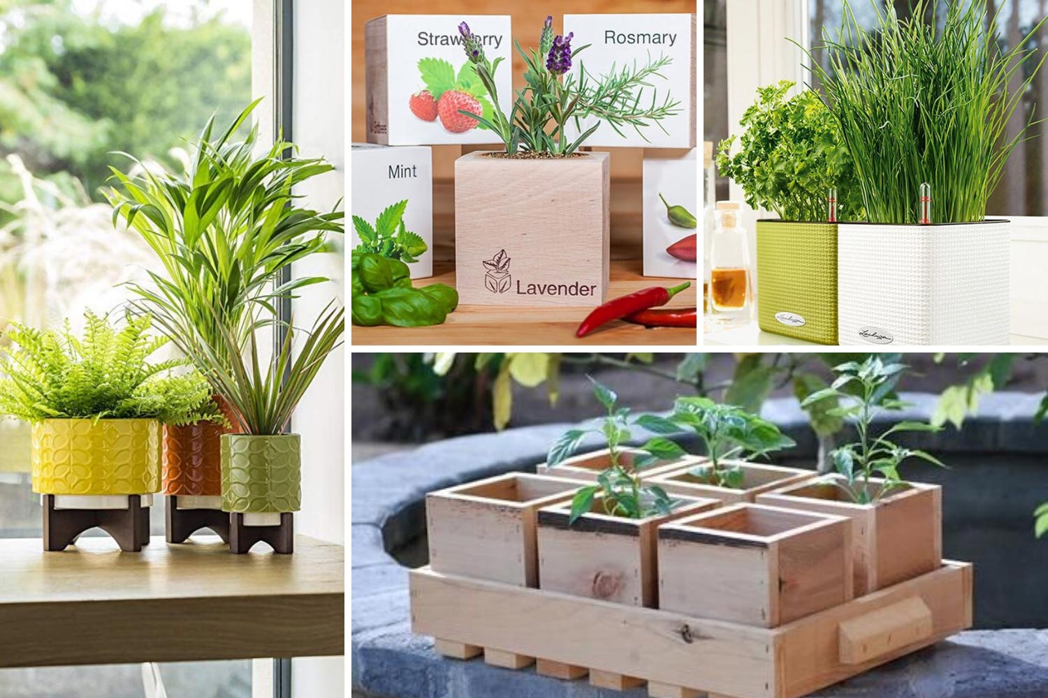 Кімнатні рослини в подарунок фото, екокуб