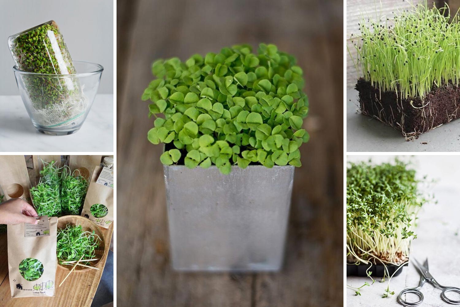 Набори для вирощування мікрозелені фото