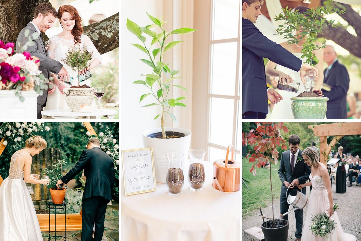 Гарні традиції для церемонії: наречені садять дерево фото