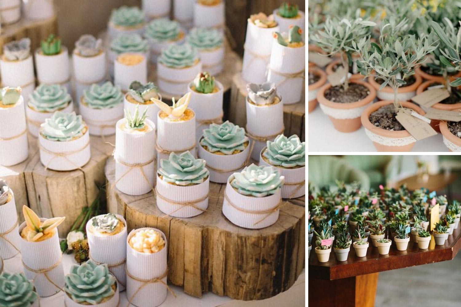 Квіти в горщиках в подарунок гостям фото