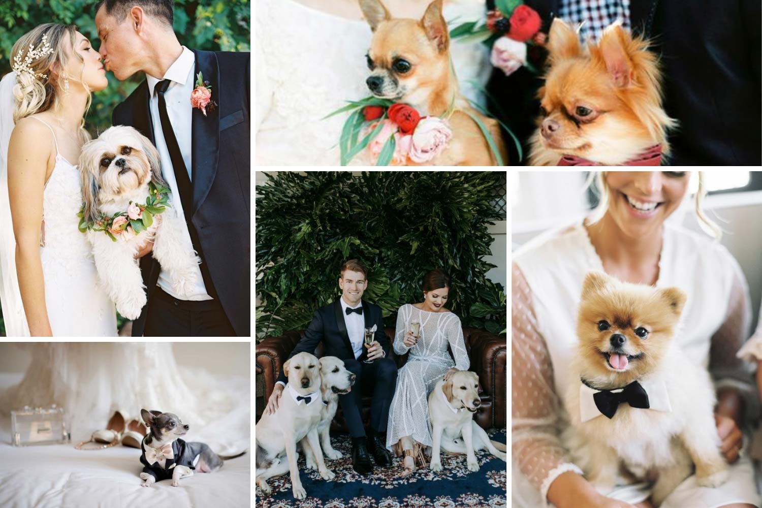 Животные на свадьбе: нарядные собаки фото 
