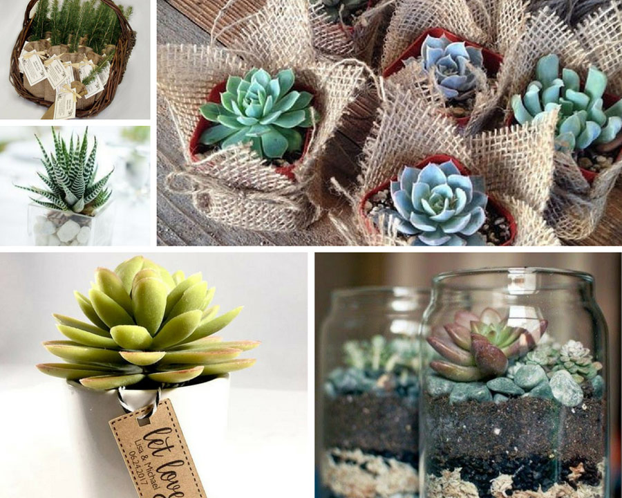 суккуденты в подарок
