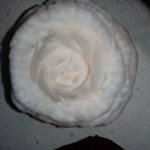 Діана Робота-По-Карвінгу #4884