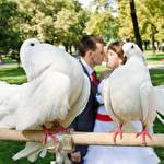 Видеооператор